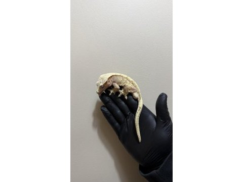 Yetıskın crested geckolar