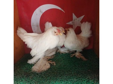 İspenç takım