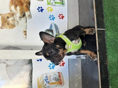 Egzotik micro dişi black tan french bulldog