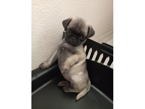 Rıfkısu hazır pug