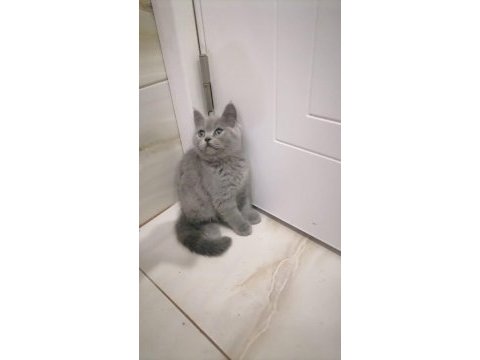 British shorthair bebekler