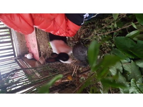 9 tane yavru tavşan aslan baş var karışık cins