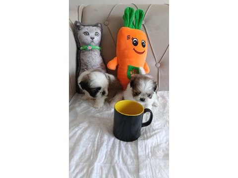 Shih tzu ev bebekleri