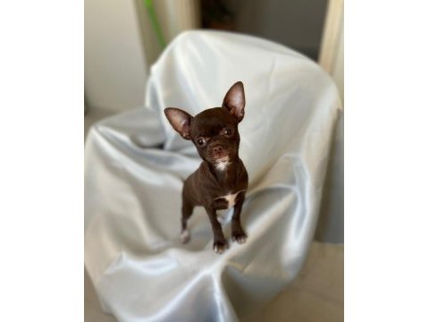 Chihuahua inci hanım ile tanışın
