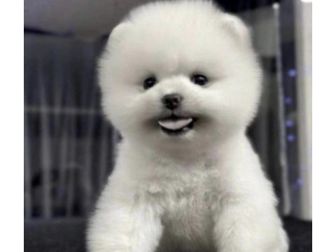 Pomeranian boo yavru