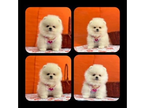 Efsane ayı surat pomeranian yavrularımiz