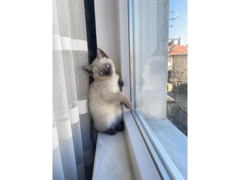 British shorthair kedimiz
