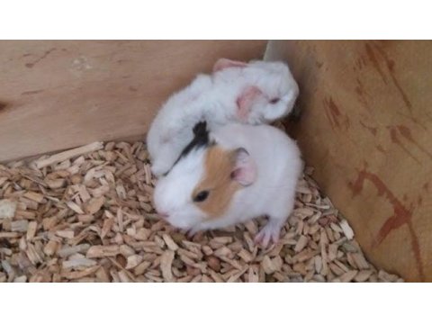 Çok tatlı ginepig kobay yavrular adana