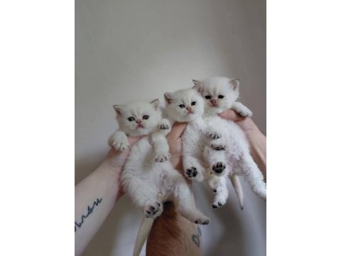 British shorthair yavrusu