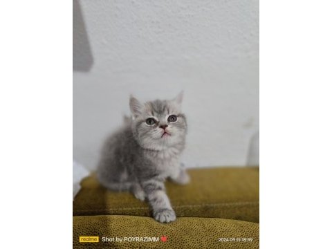 2 aylık orjinal british shorthair