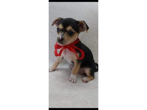 Pinscher yavruları