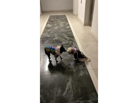 2.5 yaşında chihuahua kırması yeni yuvasını arıyor