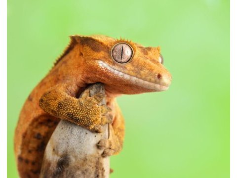 Crested gecko yavru - adult
