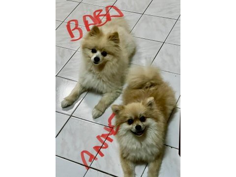 Pomeranian yavruları – 8 haftalık