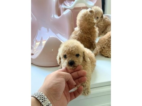 Mikro 0 numara poodle yavrumuz yeni yuvasına hazır