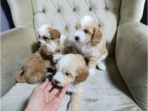 Sevimli maltipoo bebekler