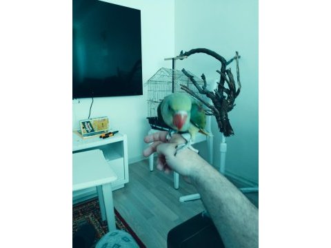 Bebek alexander papağanı 4 aylık