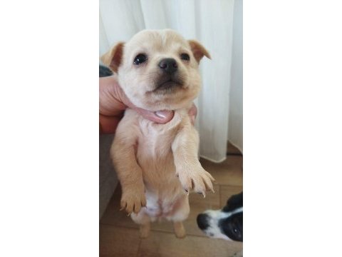 1 aylik jack russell terrier yavru köpekler