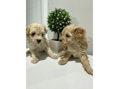 0 numara maltipoo