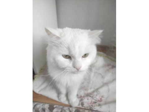 1 yaşında erkek british longhair