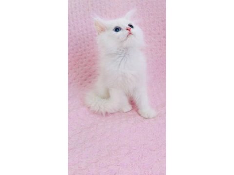 Kar beyaz british longhair mavi gözlü yakışıklı