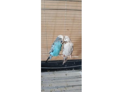 Show jumbo eşli erkek uysal muhabbet kuşumuz