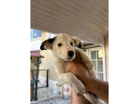 3 aylık orjinal border collie yavruları