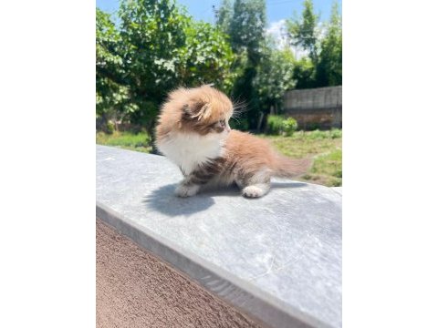 Kedimiz karamel yeni yuvasını arıyor