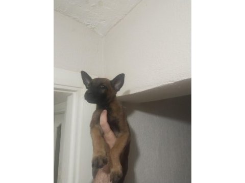 Kaçırma malinois