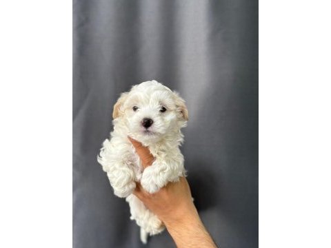 Kar beyaz sevimli yavrular maltese terrier