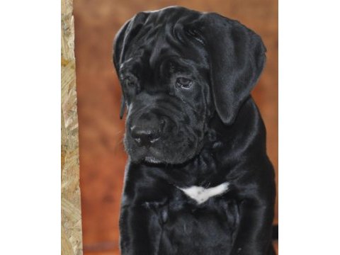 Kif / fci a scr belgeli sağlık ve ırk garantili cane corso