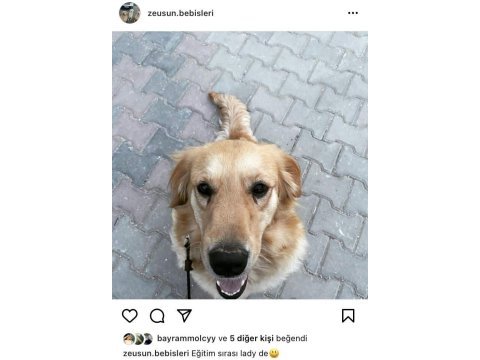 Ücretsiz sahiplendirme golden retriever köpeği