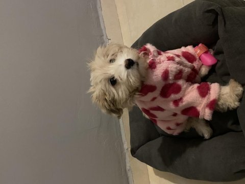 5 aylık maltipoo köpeği