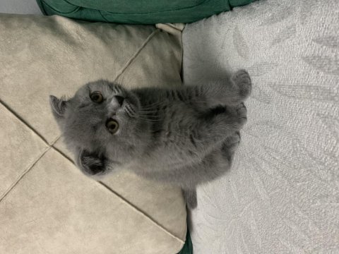 British ve scottish fold yavrular