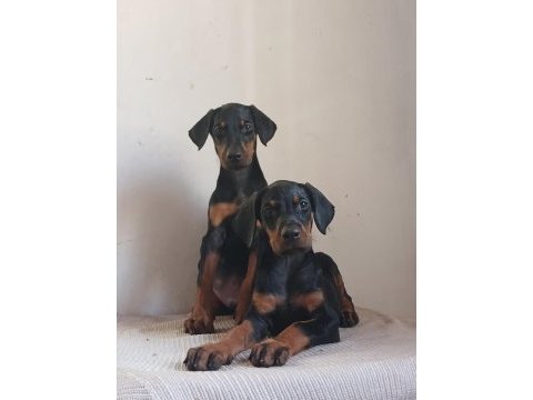 Safkan doberman yavrularımız