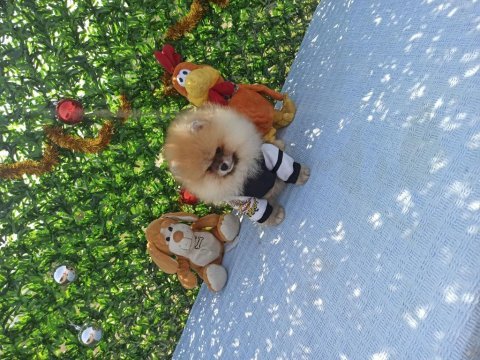 Orijinal pomeranian boo