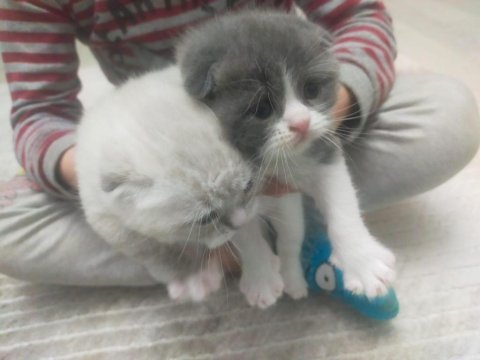 50 günlük scottish fold yavrularım