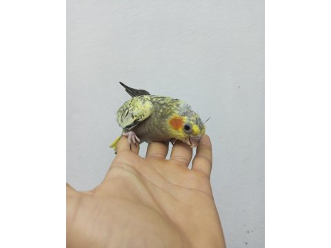 Yavru sultan papağanı