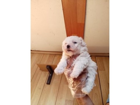 Maltese terrier yavrular ırk sağlık garantili