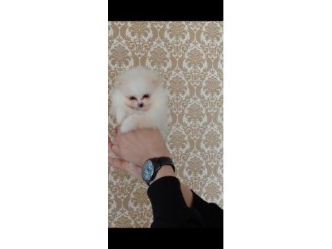 Show kalite pomeranian boo