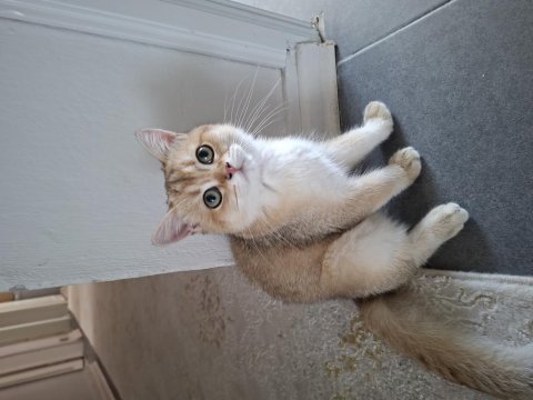 Golden british shorthair