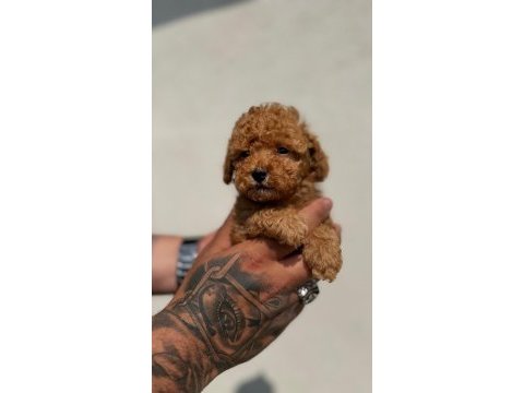 Mini maltipoo yavruları