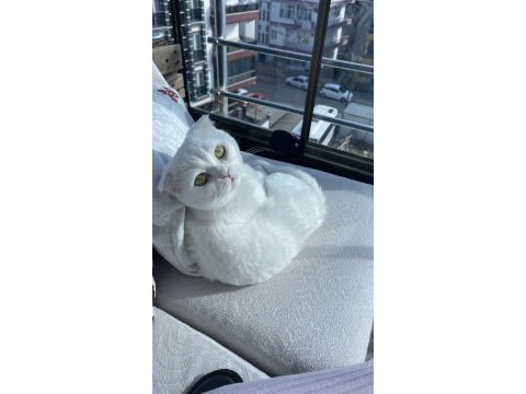 Erkek scottish fold kedisi