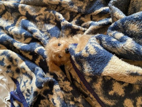 Aşıları tam maltipoo