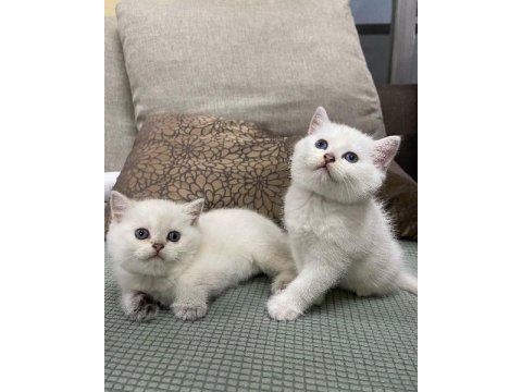 British shorthair yavruları