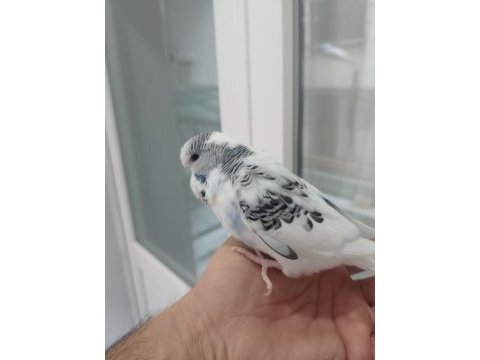 Yavru yeme düşmek sağlıklı jumbo muhabbet kuşu