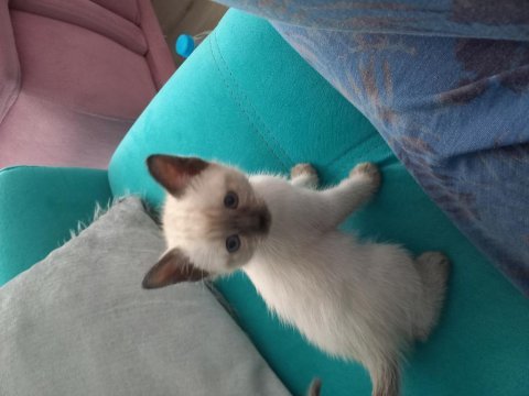 2 aylık siyam kedisi yavruları
