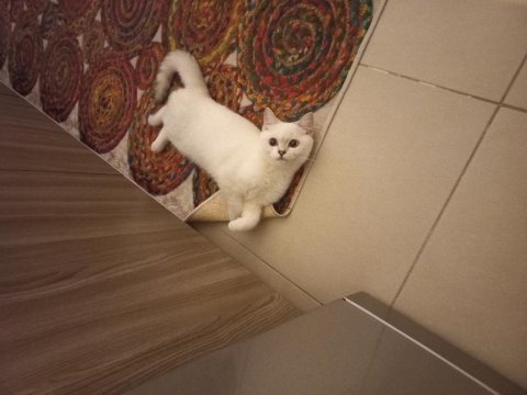 British shorthair ns1133 kedimizi sahiplendirmek