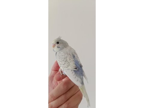 Yeme düşmüş yavru muhabbet kuşlar