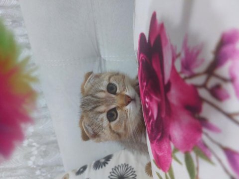 Scottish fold